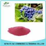 100% Natural Fruit Dried Blueberry Powder