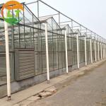 3m Height Large Glass Greenhouse for Tomato Planting in Skeleton Design