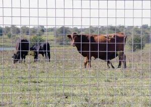 China Welded Wire Cattle Fence Solid Structure Durable Life on sale