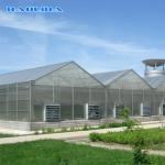 Venlo Type Greenhouse
