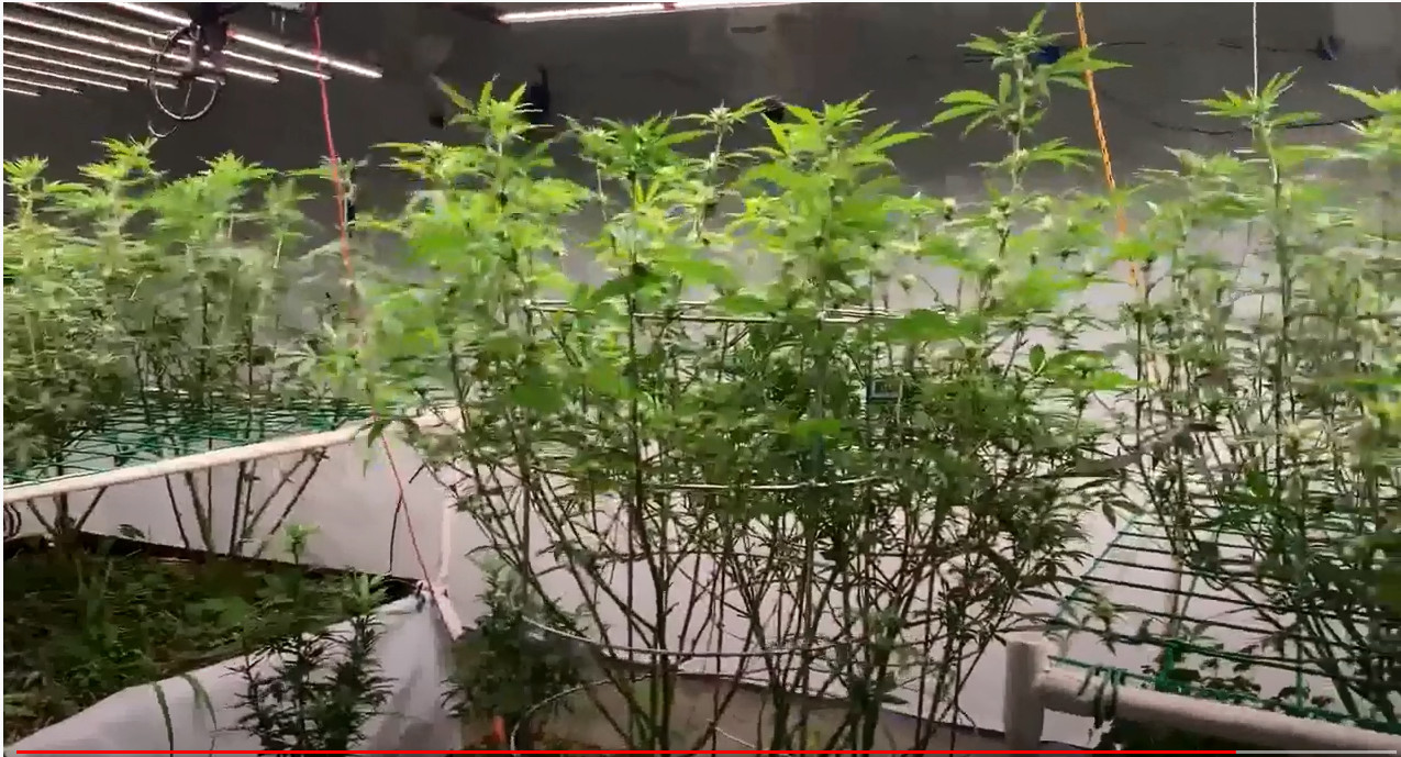 8 Bar 1836μMol/S 3000K Full Spectrum LED Grow Lights