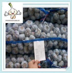 Quality bulk fresh garlic different size from 4.5-6.5cm Pure White Garlic wholesale