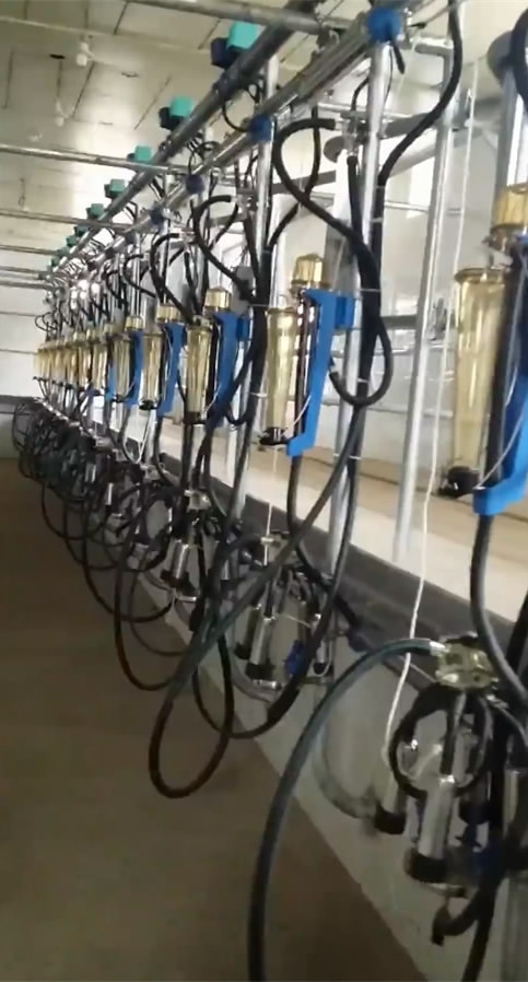 HL-G02 2x16 Cow Herringbone Milking Parlor with 33KG Waikato Milk Flow Meter