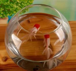 Quality hand blow glass terrarium fish tank decoration glass container 10cm diameter and other size wholesale