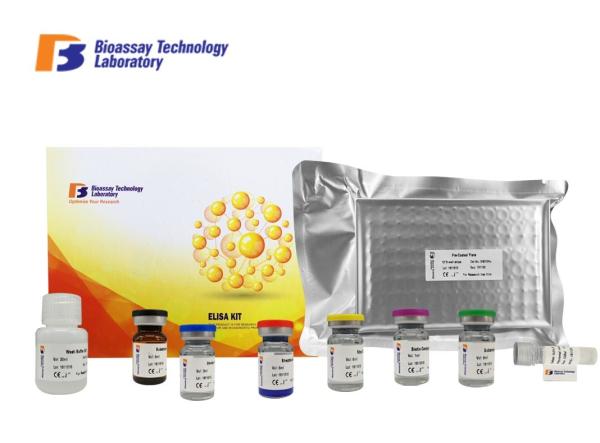 Porcine Angiotensin Ⅱ Sandwich Immunoassay ELISA Kit 96 Well Plate 2 Hours Assay