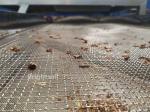 5.5kw Food Industry Carob Ss304 Seed Sorting Machines 99 Percents Seeds Removed