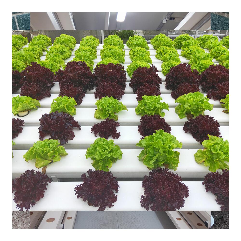 Square Rectangle Shape Hydroponic NFT Growing System Many Sizes and Full Raw Material