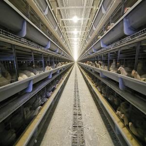 Quality ISO9001 Poultry Cage wholesale