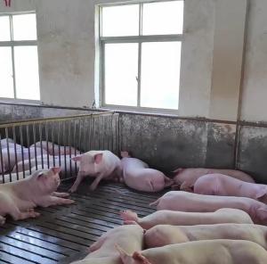 Quality Gilt Stall Livestock Farm Equipment PVC Fence Back Up Sow Crate wholesale