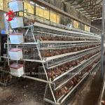 Best Brand Reliable Poultry Farming Cage System Of Poultry Management Iris