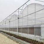 Large Size Multi-span Arch Plastic Film Greenhouse Hot Dip Galvanized Steel