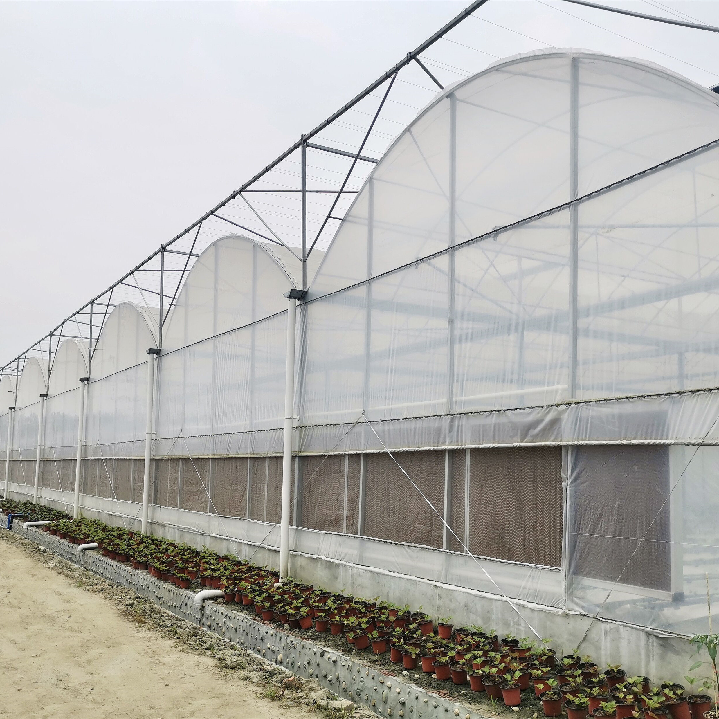 0.2mm film Standard Multi Span Greenhouse for Vegetable Fruits Flowers