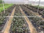 Black Nonwoven Strawberry 60Gsm Weed Stop Fabric