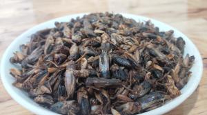 Quality 100% Natural Dried Crickets For Pet Food 100% Natural wholesale