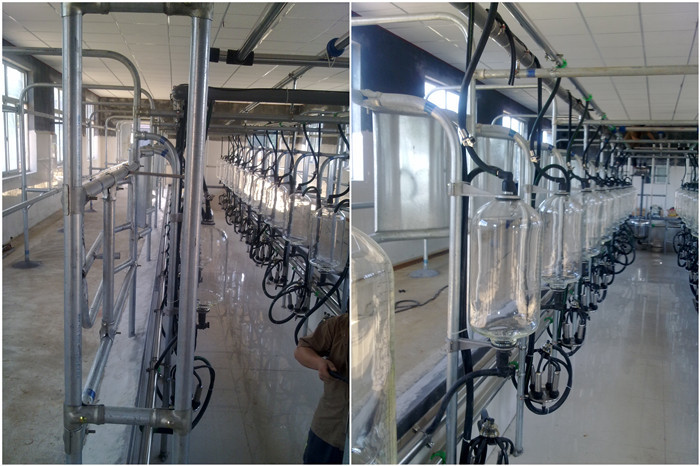 HL-G01 2x15 Glass Milk Bottle Cow Herringbone Milking Parlor with 380 Volt 50Hz