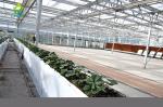 Automatic Pipe Soilless Cultivation Equipment Generous Tube Hydroponic Tomato