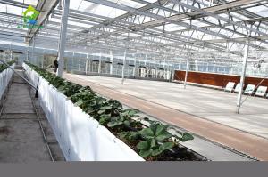 Quality Automatic Pipe Soilless Cultivation Equipment Generous Tube Hydroponic Tomato Planter wholesale