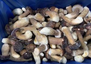 Quality HACCP Delicious IQF Frozen Wild Cultivated Boletus Edulis wholesale