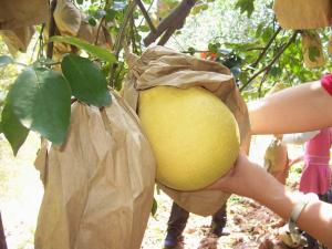 Quality Pomelo growing bags factory price wholesale
