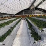 Tunnel Greenhouse Cocopeat Growing System for Tomatoes and Strawberries Fast