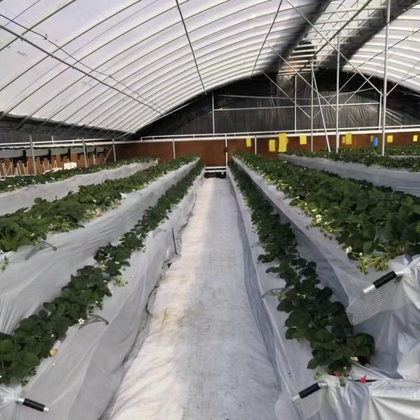 JX-A00172 Tunnel Greenhouse for Commercial Soilless Culture System of Strawberri