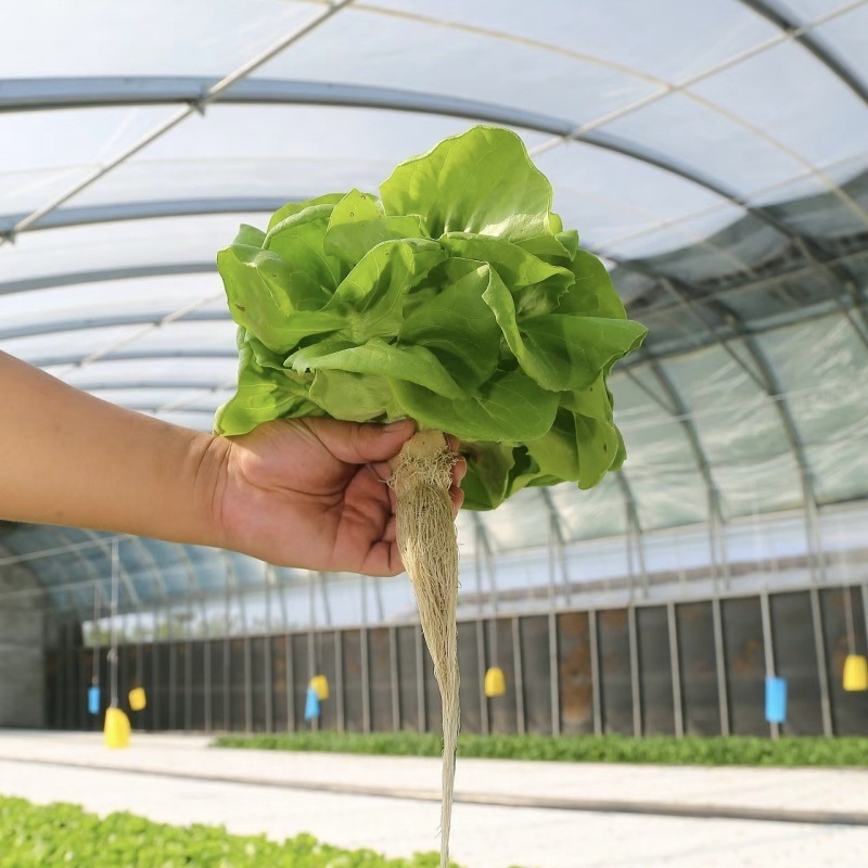China Origin Multi Span Greenhouse with Drip Irrigation