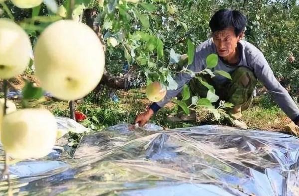 Cheap 12 Micron Metalized PE Film For Fruit Tree Greenhouse for sale