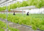 Integrated Tunnel Polycarbonate Agricultural Greenhouse