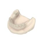 Beige Orthodontic Opposite Jaw Model Resin