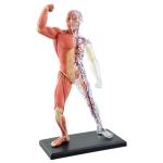 Puzzle Muscle 4d Master Human Anatomy Doll 46 Parts Assembled