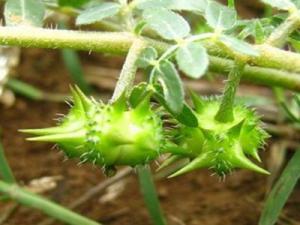 Quality tribulus terrestris fruit extract manufacture supply Tribulus terrestris L. wholesale