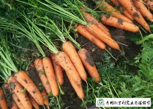 Quality Multipurpose Orange Carrot Contain Hypoglycemic Substances Easy Store wholesale