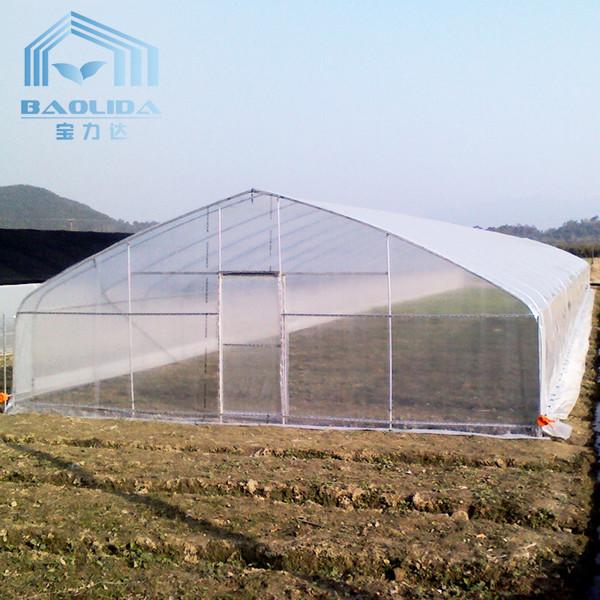 200 Micro PE Film Tunnel Plastic Single Span Greenhouse For Agriculture Plants