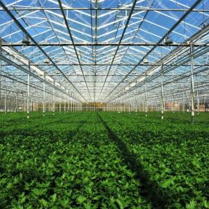 Quality 24 X 24 24 X 18 20x30 Venlo Custom Glass Greenhouse Cover Sides Polycarbonate Sheet Roof Covering For Tomatoes wholesale