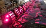 LED butterfly light
