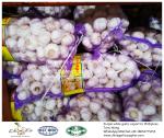 Garlic to Philippines with mesh bag