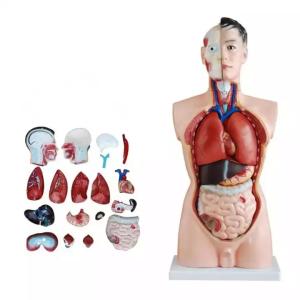 Quality Medical Science Teaching 85cm Human Torso Model PVC Plastic Detachable Anatomy Demonstration Model wholesale