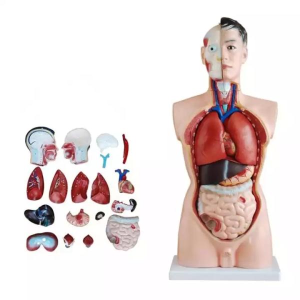 Medical Science Teaching 85cm Human Torso Model PVC Plastic Detachable Anatomy