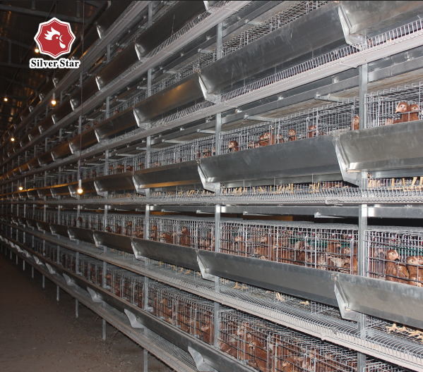H Type Layer Chicken Cage Equipment Automatic Egg Collector Chicken Farming