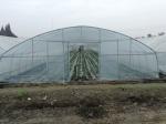 Single Layer Polyethylene Film Greenhouse Steel Structure Anti Rust