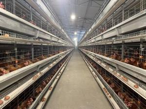 Quality 192 Birds Fully Automatic Q235 4 Tiers Chicken Cage wholesale