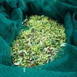 hdpe material Olive Catching net