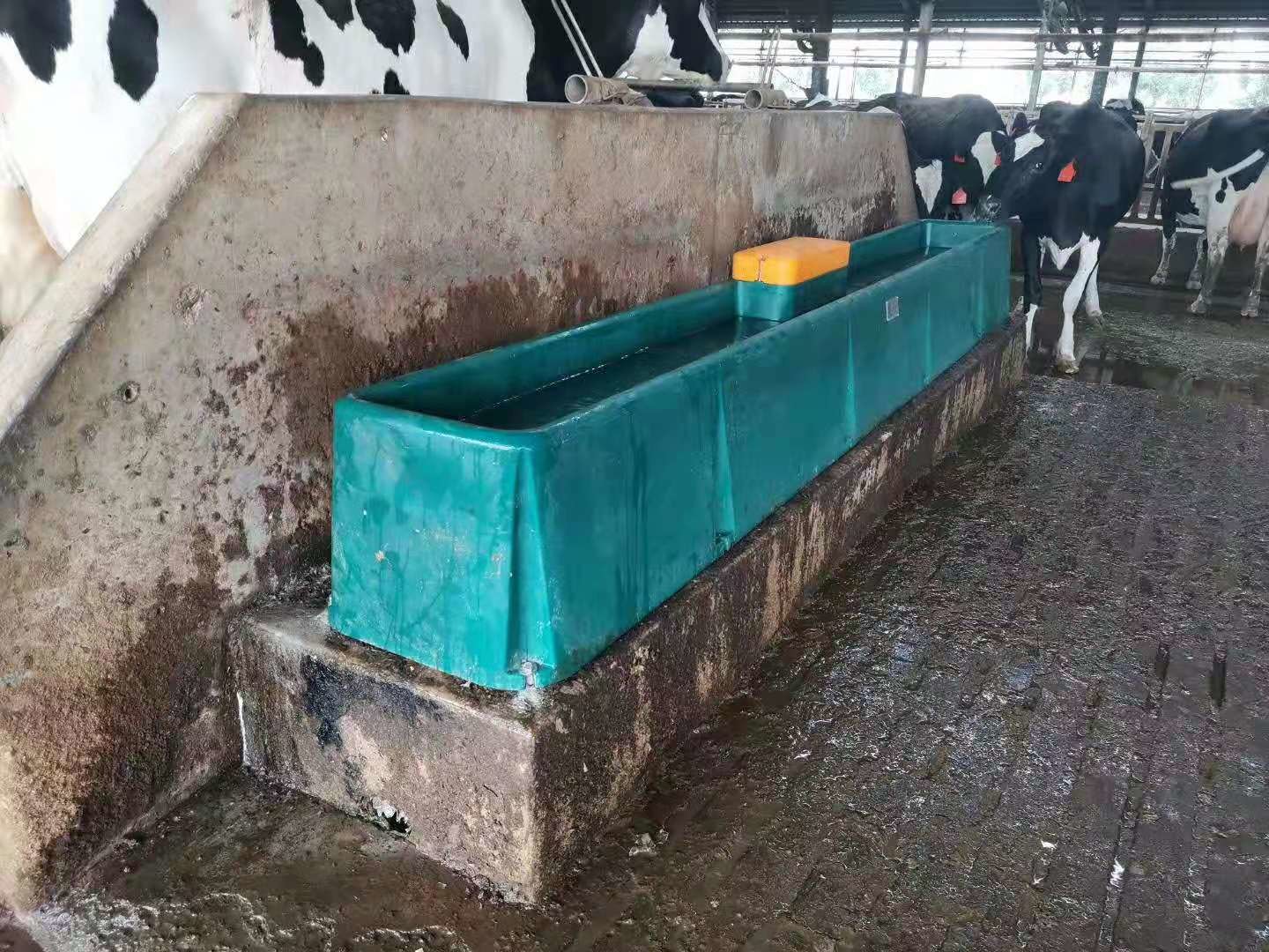 LLDPE Automatic Cow Drinker Water Bowl 4m Frost Proof