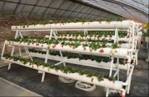 Quality Transparent Greenhouse Strawberry Production , Anti Fog Plastic Film Greenhouse wholesale