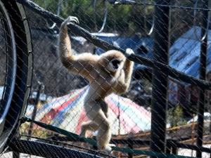 Quality Hand Woven Animal-Gibbon Mesh Fencing Stainless Steel 1.2mm - 3.2mm Rope Diameter wholesale