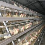 Galvanized Battery Cage System For Egg-laying Hens