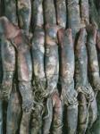 ISO2200 / HACCP 80 - 150g BQF Frozen Black Squid