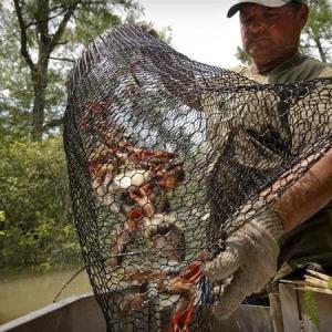 Quality 19 Gauge Crawfish Wire Mesh PVC Coated Saltwater Resistant wholesale