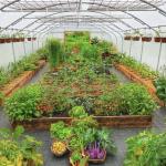 Chinese Origin Single-Span Arches Greenhouse US Currency for Commercial