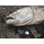 Frozen Seafoods Fish 20kg Up Raw Material Yellowfin Tuna